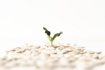 Baby plant growing from seed