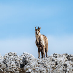 il camoscio appenninico nel parco regionale del sirente velino, n ambiente di inizio primavera
