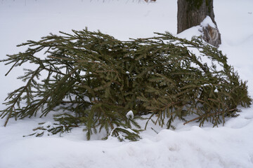 A felled small fir tree lies on the white snow in close-up. High quality photo - obrazy, fototapety, plakaty