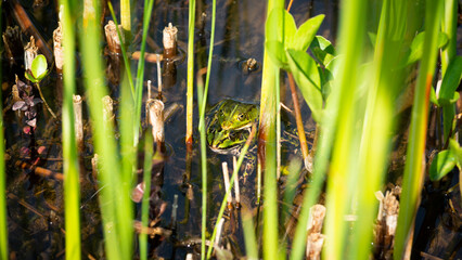 pairship concept frogs piggyback relationship symbol in the reed
