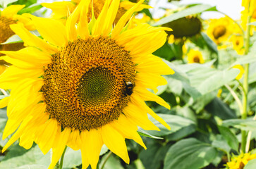 Beautiful yellow sunflower flower with pollinated bumblebee. Against the background of green leaves.