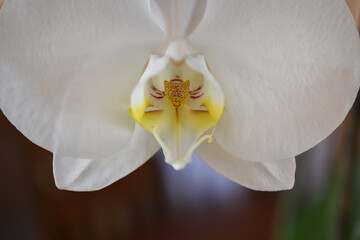 Macro photo of a white orchid on a dark background.