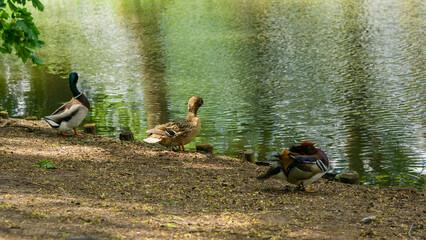 Three ducks near the water. orange bird. wild nature