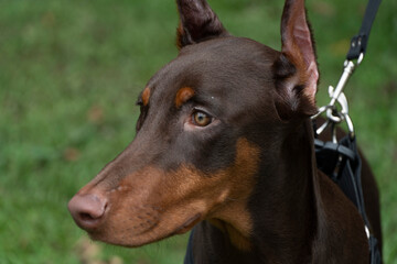 
El Dobermann, o Doberman Pinscher en los Estados Unidos y Canadá, es una raza mediana-grande de perro doméstico que fue desarrollada originalmente alrededor de 1890 por Louis Dobermann, un recaudador