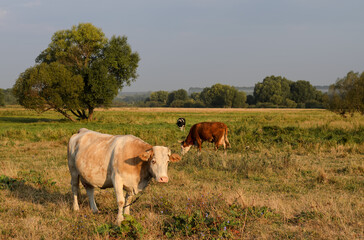 Fototapeta na wymiar White-brown pregnant cow in the foreground, two grazing cows behind, autumn morning meadow with green trees in the background, beautiful pastoral landscape