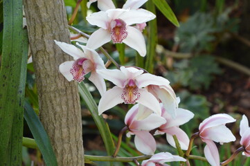 Cymbidium hybrid