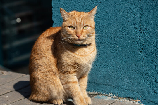 Beautiful domestic red cat with a collar on a walk.