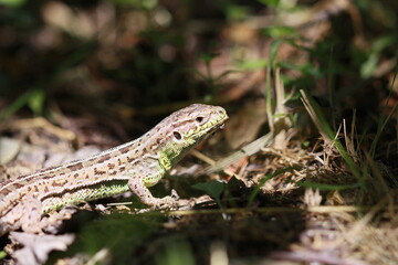 Lizard on a stone