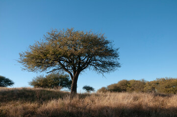 Calden forest landscape, Geoffraea decorticans plants, La Pampa province, Patagonia, Argentina.