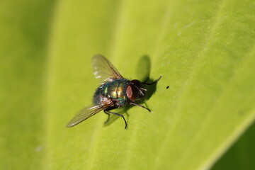 Fly on leaf