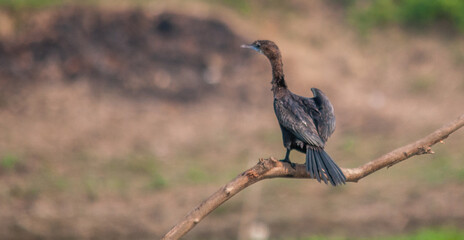Bird Of Prey