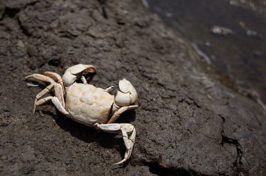 I saw a crab that dried up and died.
