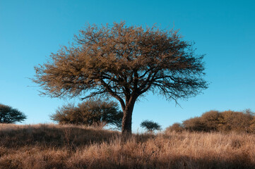 Calden forest landscape, Geoffraea decorticans plants, La Pampa province, Patagonia, Argentina.