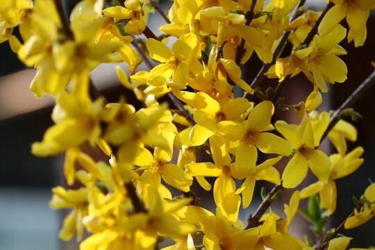 Beautiful yellow flowers, blooming forsythia. (European forsythia)
Piękne ż&oacute;łte kwiaty, kwitnąca forsycja. ( Forsycja europejska)