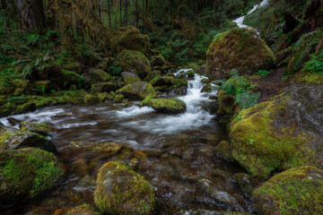 Fototapeta na wymiar Cascading waterfall in lush spring environment of the Quinault Rainforest, Pacific Northwest, Washington State