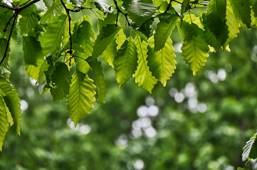 Spring Green Elm Leaves on a Bokeh Background