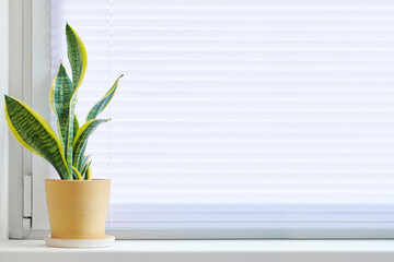 Home plant in a yellow pot on windowsill. Window closed by horizontal blinds indoors. The microclimate in the house.