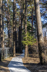 Paved concrete tile path in the park among tall trees pines and firs in Svetlogorsk Raushen, Kalinigrad region, Russia, near the Baltic sea. 