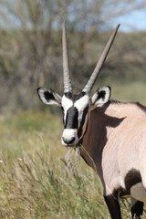 Gemsbok or South African Oryx, Kgalagadi Transfrontier Park, South Africa