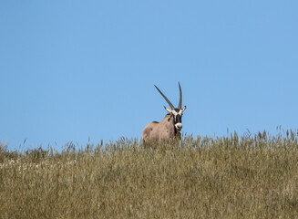 Gemsbok or South African Oryx, Kgalagadi Transfrontier Park, South Africa