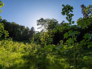 Wiederaufforsttung im Mischwald