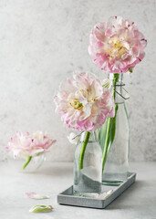 Beautiful spring floristic arrangement with pastel white and rosa filled tulip flowers in glass bottle on vintage tray. (Tulipa Danceline) Copy space.