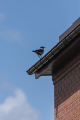 The bird is sitting on the roof of the house. Clever bird. Crow on a background of the sky.