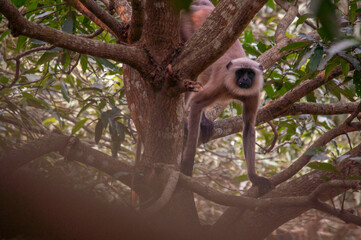 monkey on the tree trunk