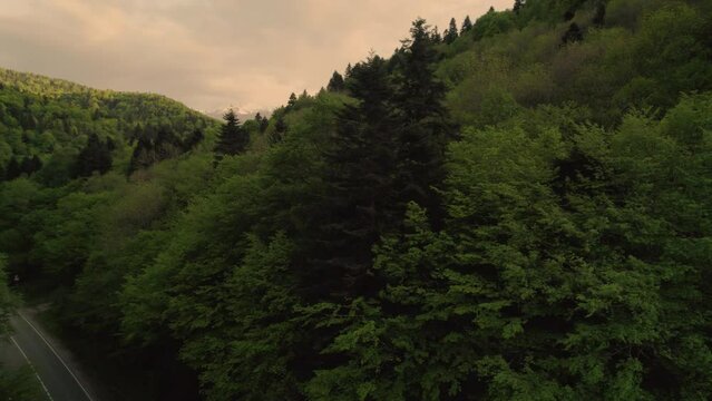 green forest in mountains from drone bird view, sunset, snow
