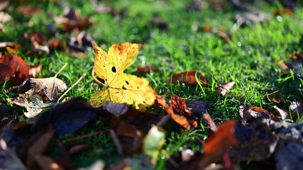 autumn leaves in the grass