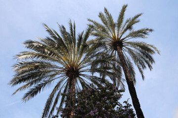 Fototapeta na wymiar Low angle view of palm trees against blue sky in Valencia, Spain.