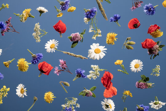 colorful wild summer flowers in seamless pattern laying on mirror reflecting the blue sky