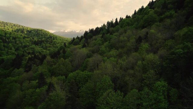 green forest in mountains from drone bird view, sunset, snow