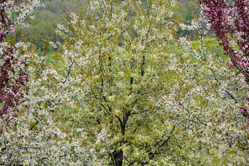 Arboretum - kwitnące drzewa na wiosnę; Wojsławice; Polska