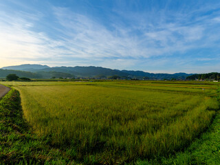 Fototapeta na wymiar 早朝の明日香村の風景