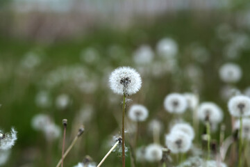 Fluffy dandelion on a hill by the river.