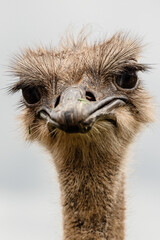 portrait of an ostrich looking straight ahead