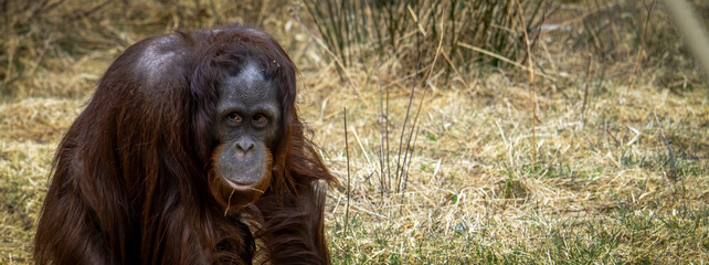 The Bornean orangutan (Pongo pygmaeus) is a species of orangutan endemic to the island of Borneo.