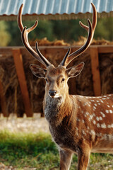 A deer with brown spotted fur is watching the field.