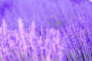 Lavender bushes closeup on sunset. Sunset gleam over purple flowers of lavender. Provence region of France.