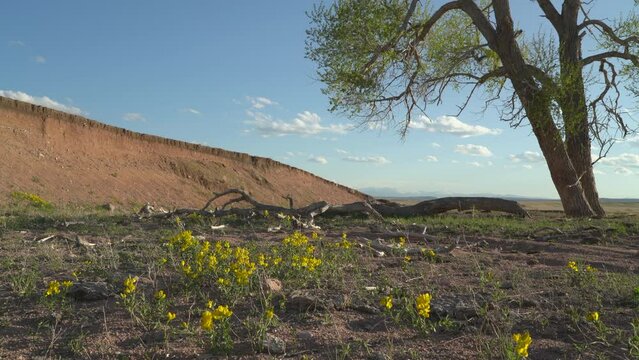 patch of yellow wildflowers in windy prairie of northern Colorado - golden bean aka buffalo bean aka Thermopsis rhombifolia
