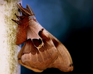 Fototapeta na wymiar Moth