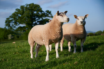 close up of 2 sheep in green field with blue sky on summers day