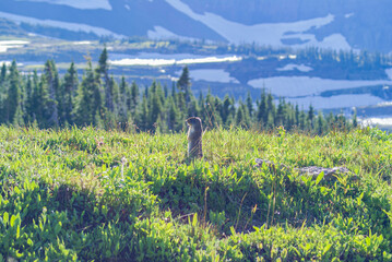 Columbian ground squirrel standing outside of its hole in Glacier National Park with mountains and...