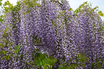 Blühender Blauregen (Wisteria)