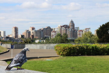 Pigeon on ground of The Ukrainian State Museum of the Great Patriotic War in  Kiev, Ukraine