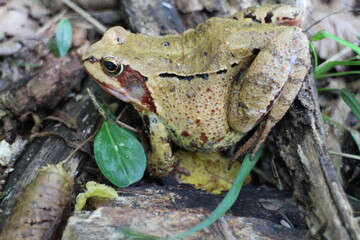 Frog in leaves near bratislava, Slovakia