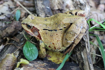 Frog in leaves near bratislava, Slovakia