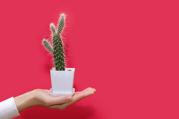 A human hand holds a small decorative cactus in a white pot on a red background. A prickly...