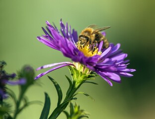 bee or honeybee in Latin Apis Mellifera on blue flower